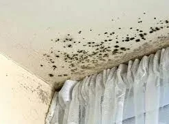 Microguard Caravan & Rv , Anti-Mould ,Antimicrobial Disinfectant Mist Applicator That Provides Long-lasting Mould Protection 8 Microguard Caravan & Rv , Anti-Mould ,Antimicrobial Disinfectant Mist Applicator That Provides Long-lasting Mould Protection -Outdoor Equipment Sales Shop r0lqLrp9xBKyd6s iKUXb QM 1