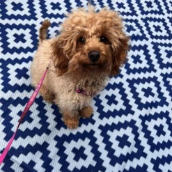 Diamond Mat 3X6M -Outdoor Equipment Sales Shop zCbzv2sg6vfZAZjNCM0B1B 6A 1